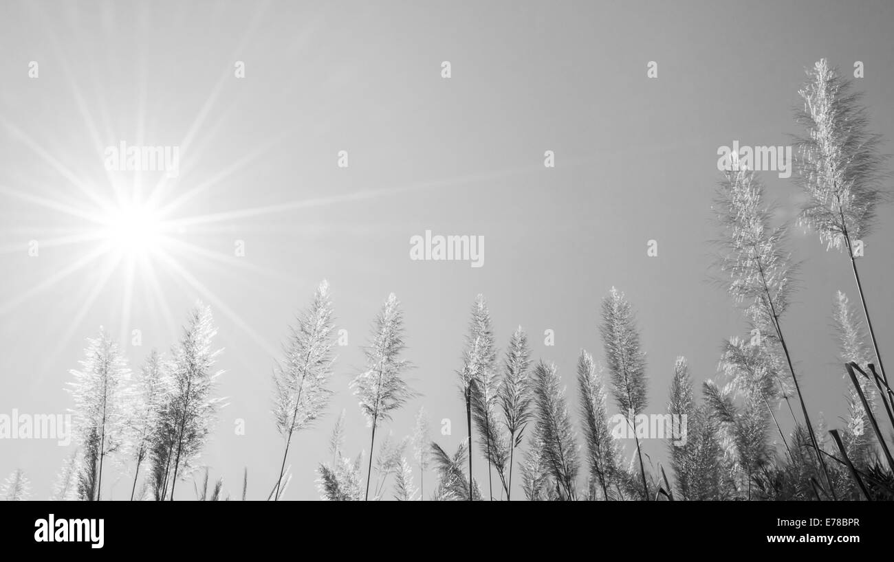 La fleur de l'herbe en plumes et le Soleil est en noir et blanc. Banque D'Images