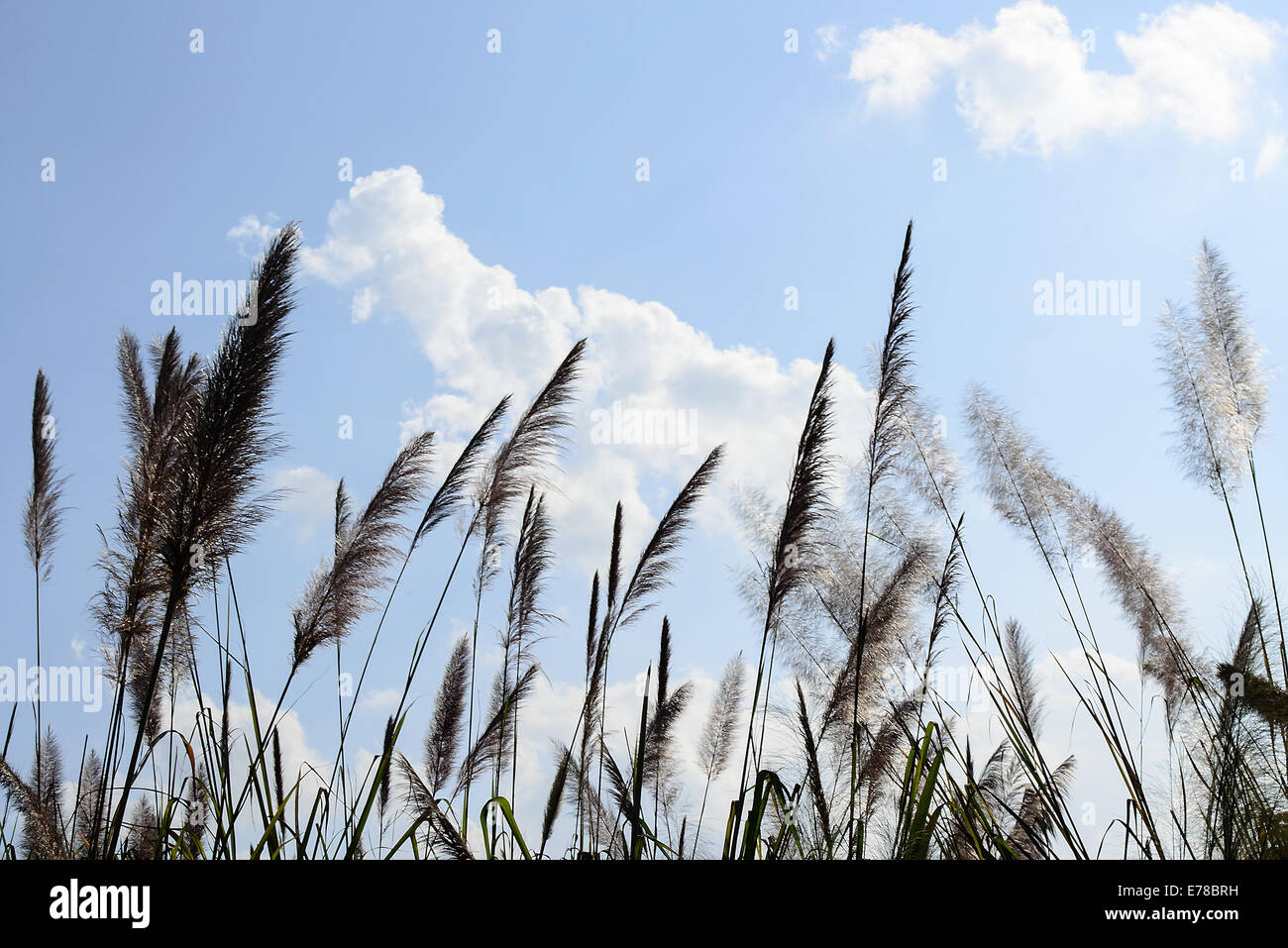 La fleur de l'herbe en plumes avec ciel bleu. Banque D'Images