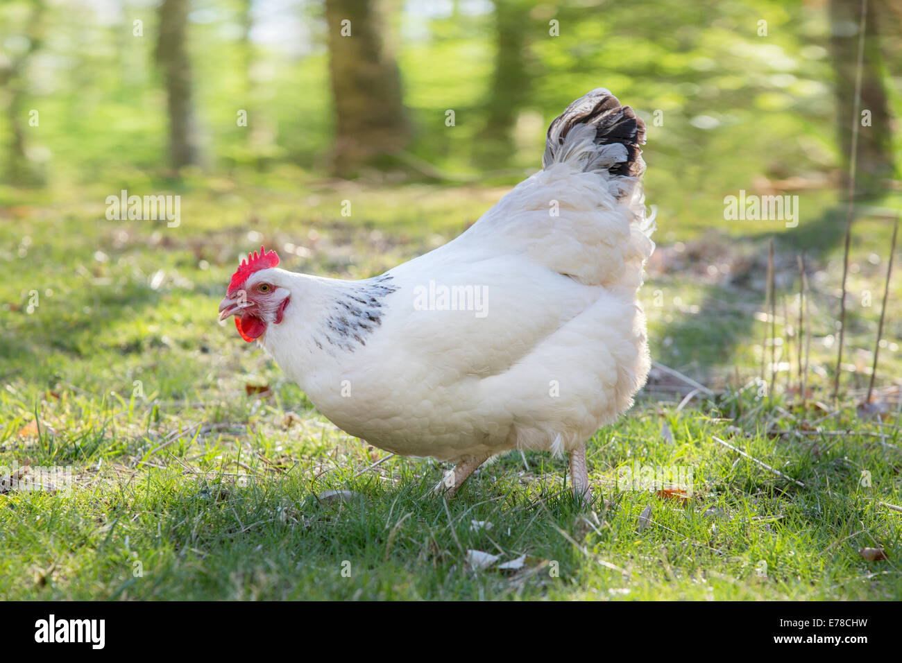 Poule Sussex blanc cross. Banque D'Images