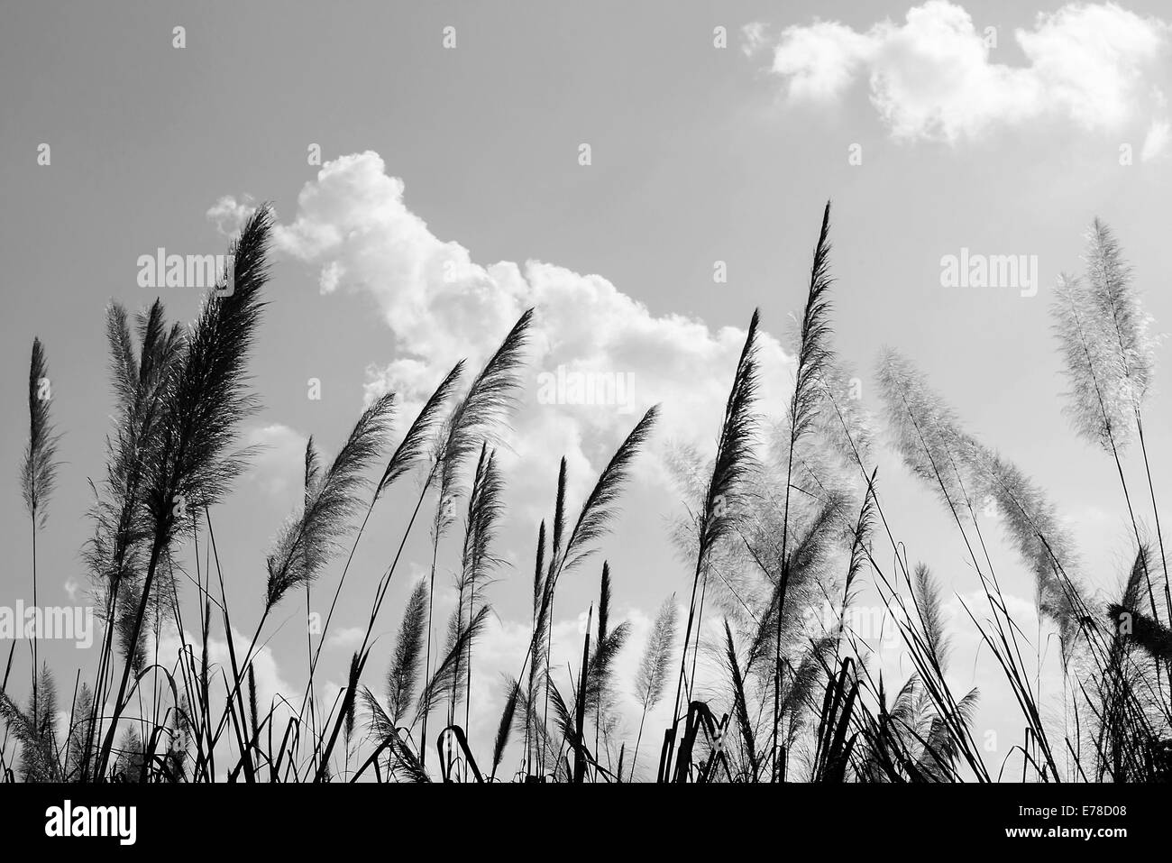 La fleur de l'herbe en plumes en noir et blanc. Banque D'Images