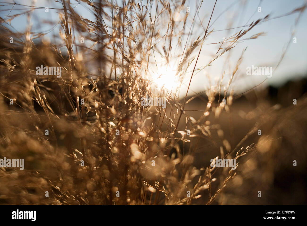 Foin de graminées sauvages/onirique en soirée du soleil d'or Banque D'Images