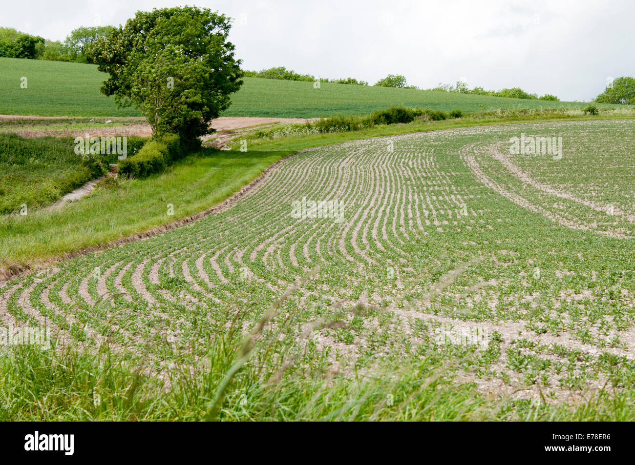 Nouvelle récolte figurant dans un champ près de Amberley, Sussex de l'Ouest à la fin du printemps comme vu de la South Downs Way Banque D'Images