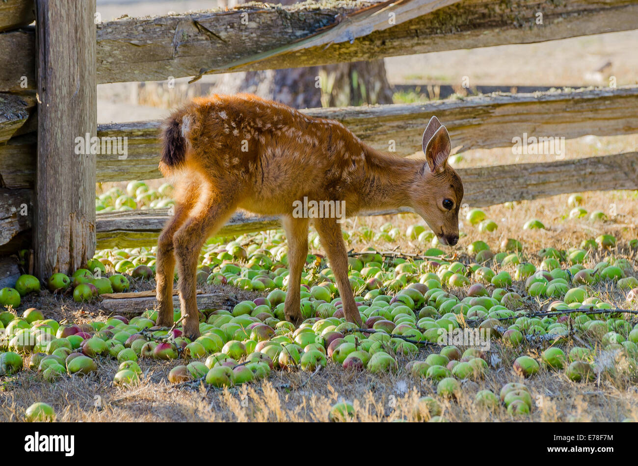 Jeune cerf manger des pommes à la ferme Ruckle, parc provincial Ruckle, Salt Spring Island, British Columbia, Canada Banque D'Images