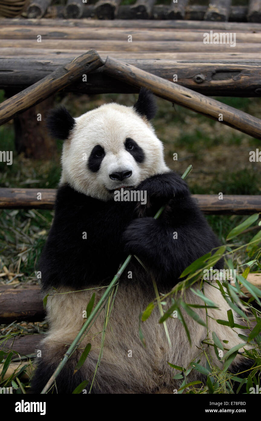 Un adulte mange panda bambou dans son enceinte de la Base de recherche Panda Géant Banque D'Images
