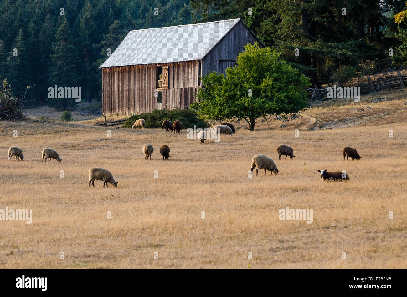 Les moutons, la Ferme Ruckle, parc provincial Ruckle, Salt Spring Island, British Columbia, Canada Banque D'Images