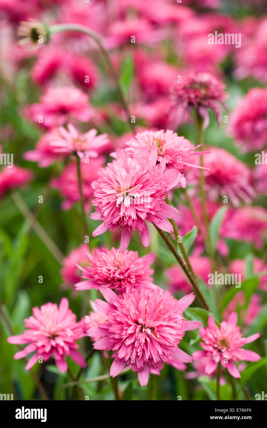 Echinacea 'Southern Belle'. Chambre double rose fleur d'échinacée dans une frontière. Banque D'Images
