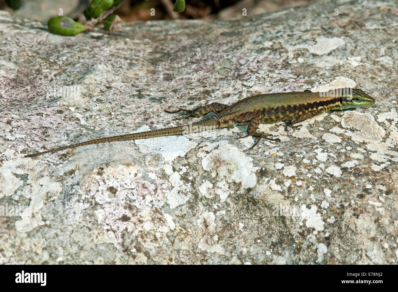 Lizard Lacerta laevis, Phoenicolacerta laevis Banque D'Images