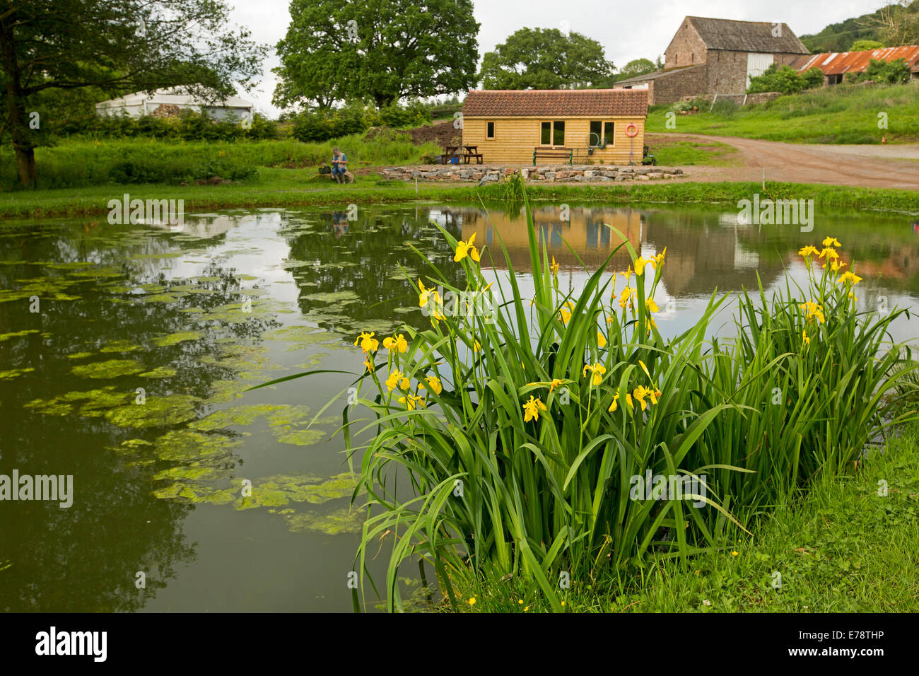 Paysage rural pittoresque, pêcheur assis par gros ferme étang de pêche avec iris, arbres & barn reflète dans l'eau de surface miroir en Angleterre Banque D'Images