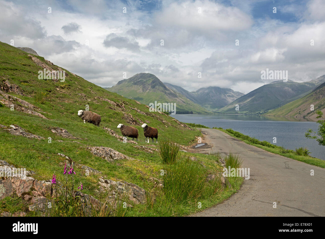 Trois moutons Herdwick à côté du lac Wastwater parmi des pics de montagne drapé de nuages bas dans la région de Lake District, Cumbria, Angleterre Banque D'Images