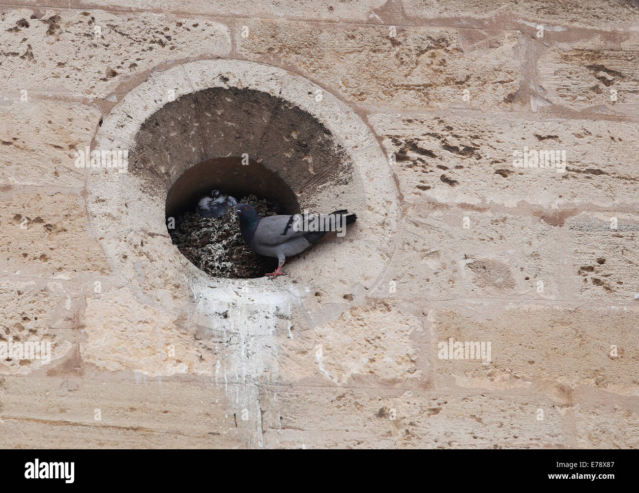 Les pigeons nichent sur un mur de l'église à Mallorca Banque D'Images