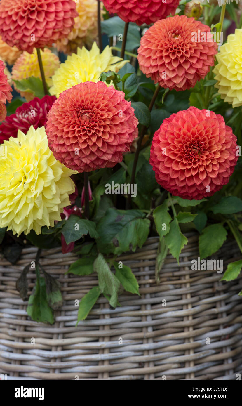 Dahlia fleurs dans un panier en osier à un flower show. UK Banque D'Images