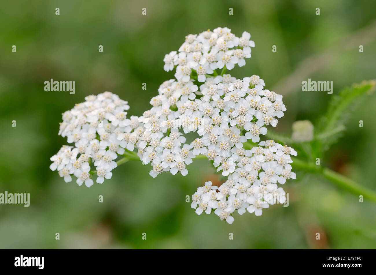 Achillée millefeuille (Achillea millefolium), Nordrhein-Westfalen, Allemagne Banque D'Images