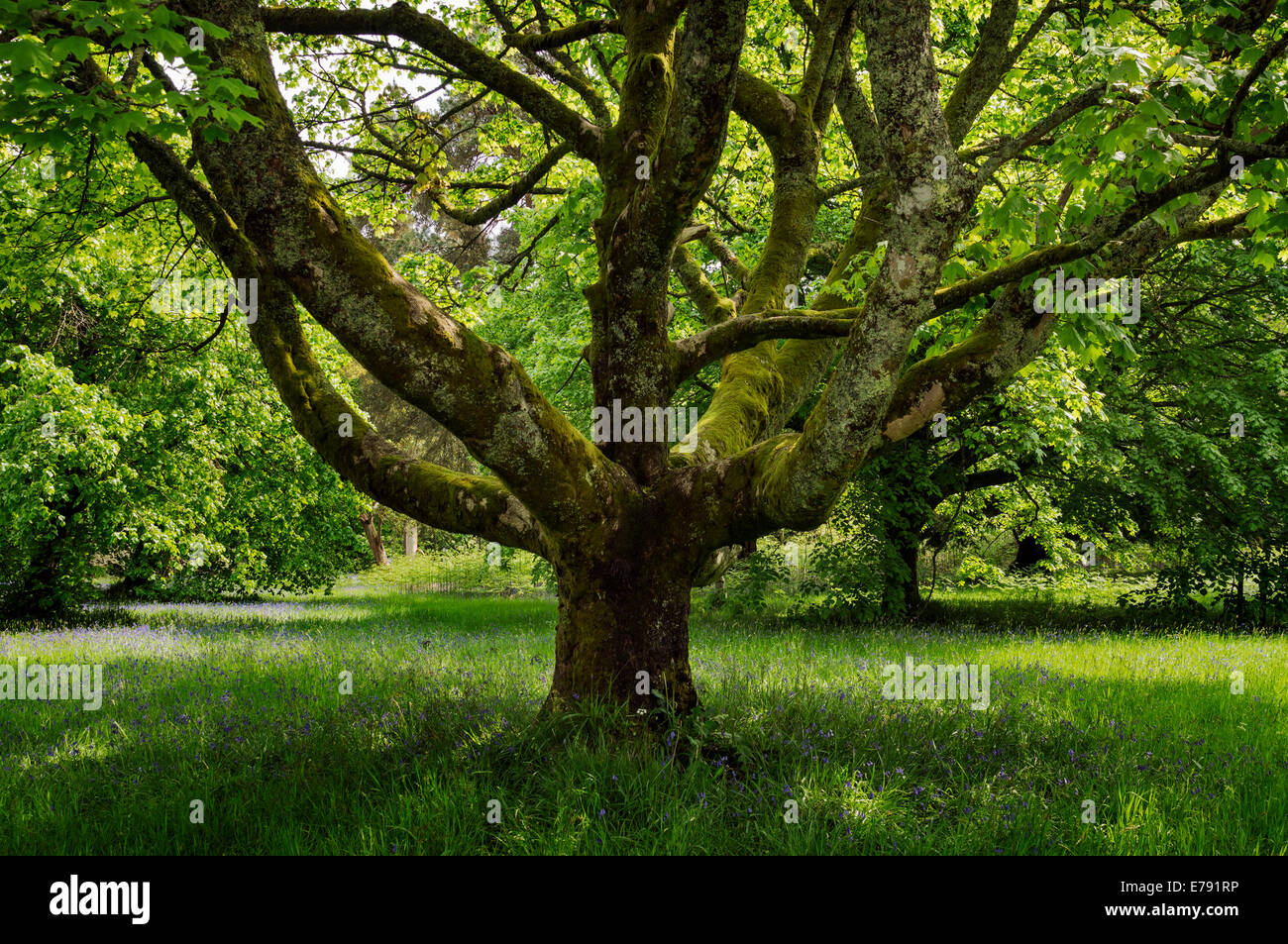Étêtés Érable de Norvège (Acer platanoides) dans le parc du château Broddick, Île d'Arran. Banque D'Images