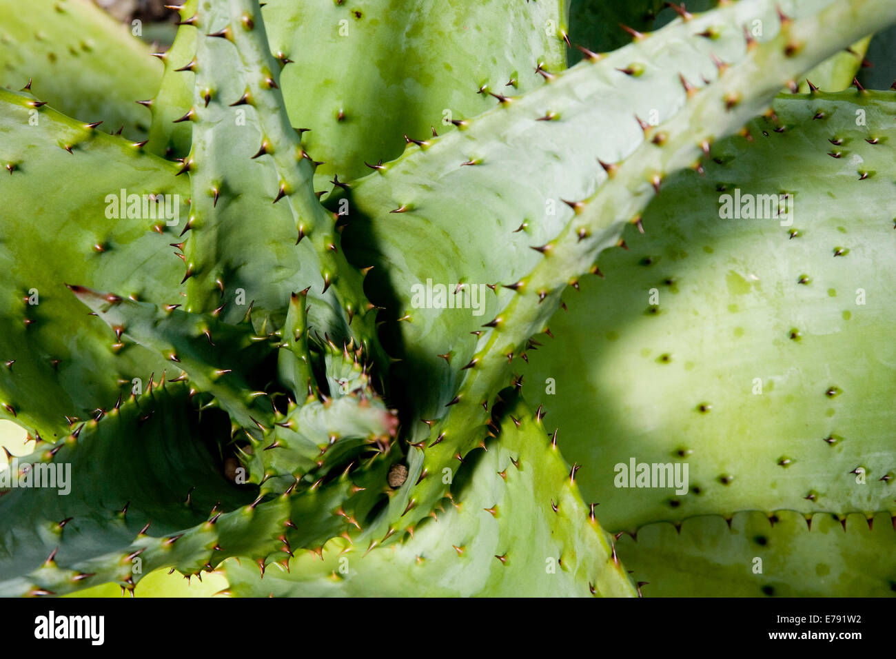 Les plantes succulentes en émissions de Glasgow Banque D'Images