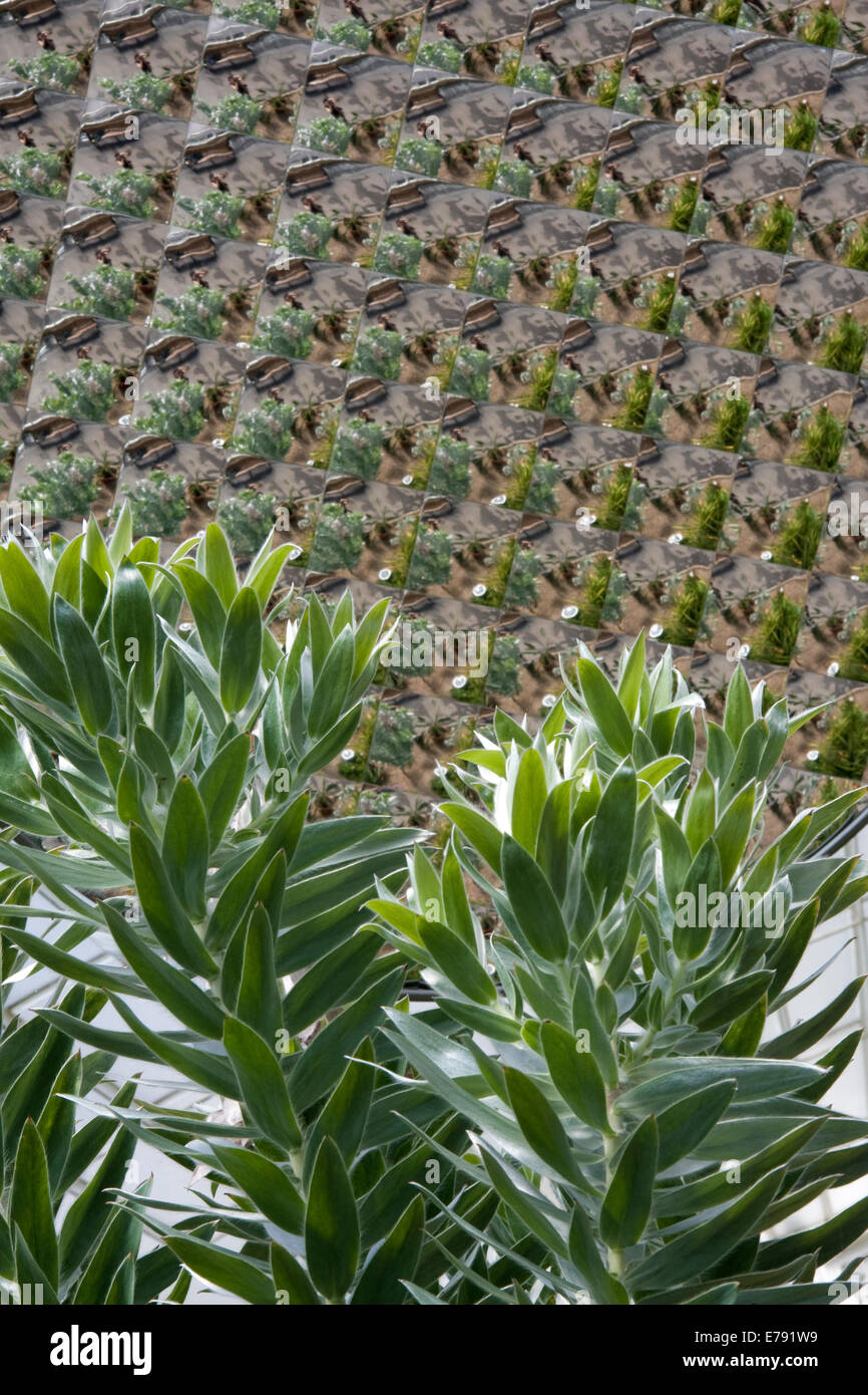 Les plantes succulentes en émissions de Glasgow Banque D'Images