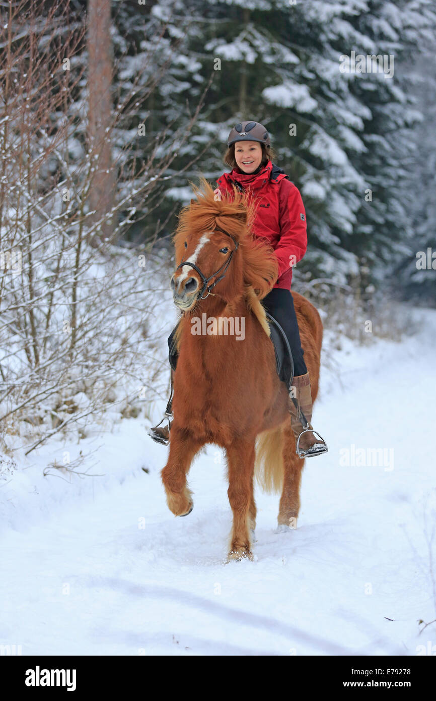Cavalière équitation un cheval islandais dans la neige, Hagen, Rhénanie du Nord-Westphalie, Allemagne Banque D'Images