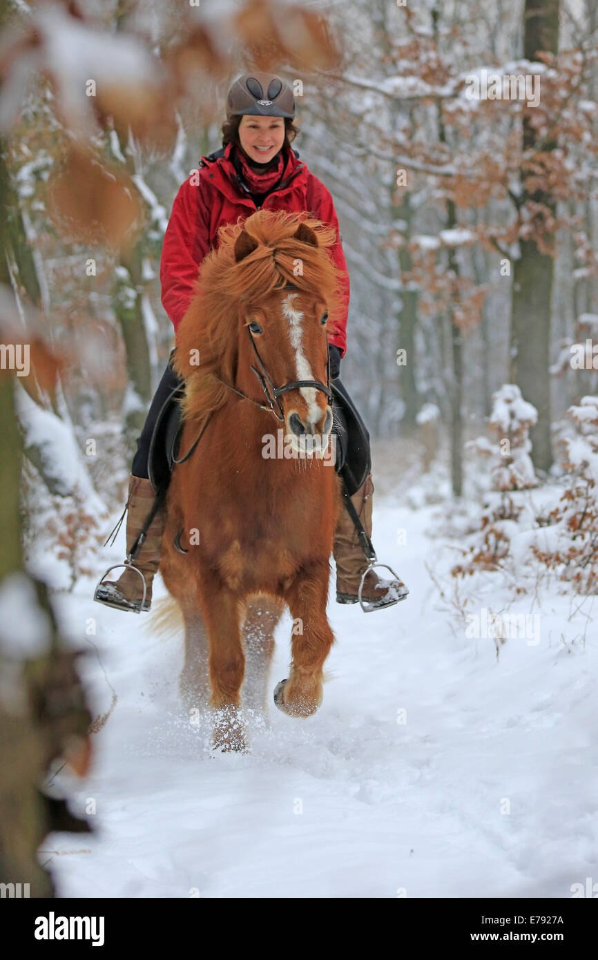 Cavalière équitation un cheval islandais dans la neige, Hagen, Rhénanie du Nord-Westphalie, Allemagne Banque D'Images