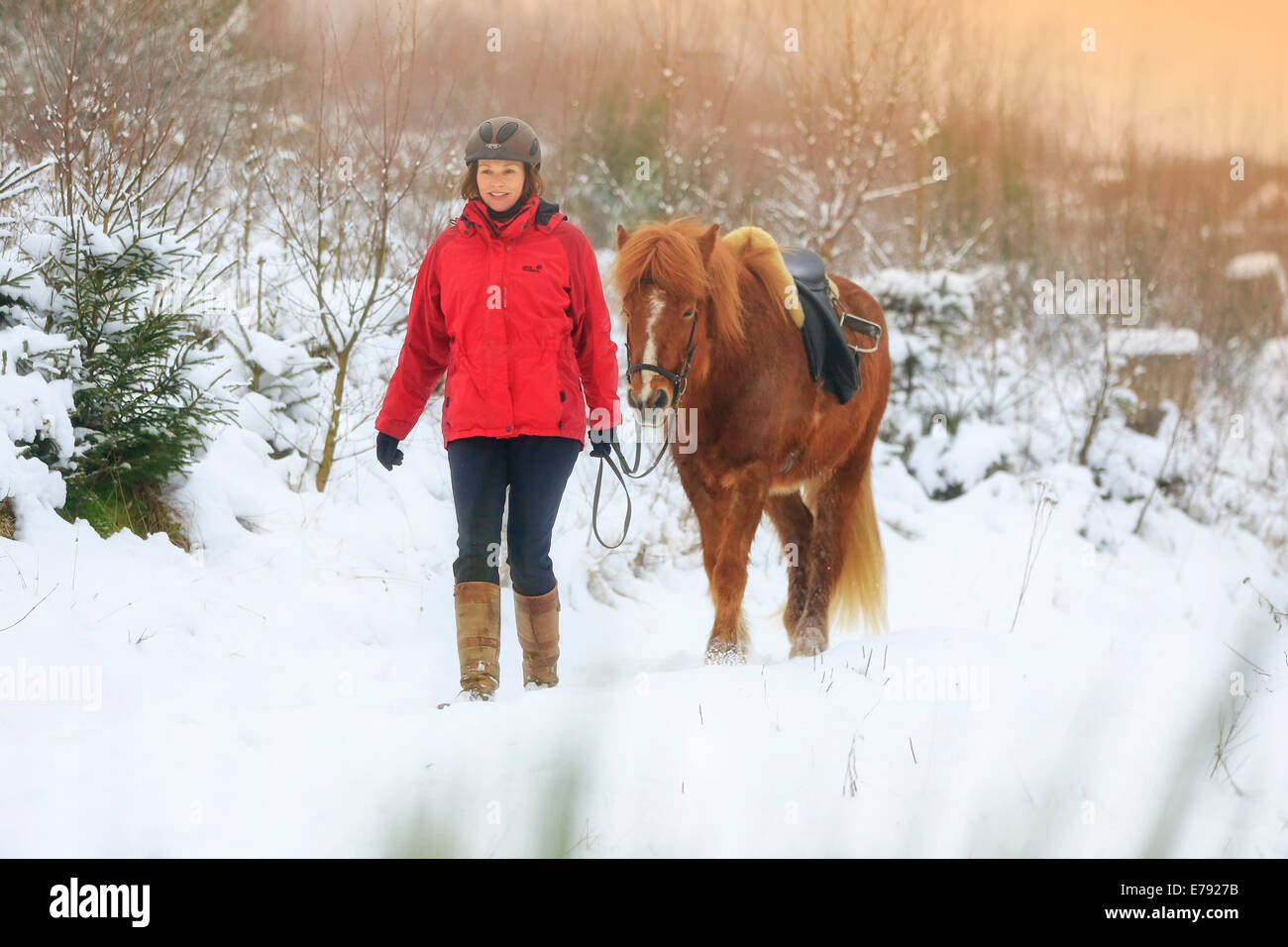 Cavalière avec un cheval islandais dans la neige, Hagen, Rhénanie du Nord-Westphalie, Allemagne Banque D'Images