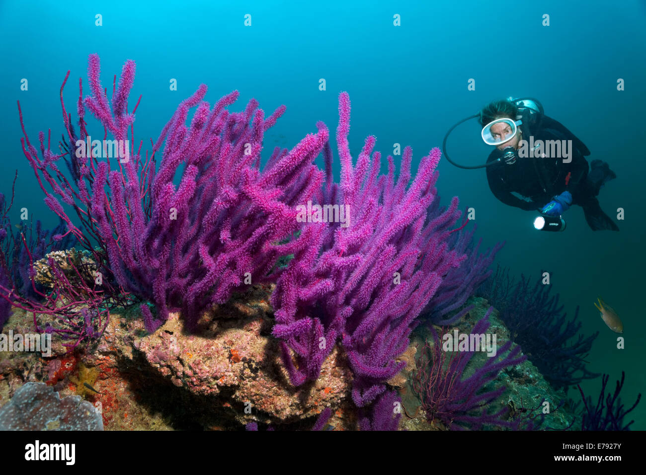 À la mer Rouge Plongée à fouets (Ellisella sp.), la réserve naturelle des îles Dimaniyat, Al Batinah région, Oman Banque D'Images