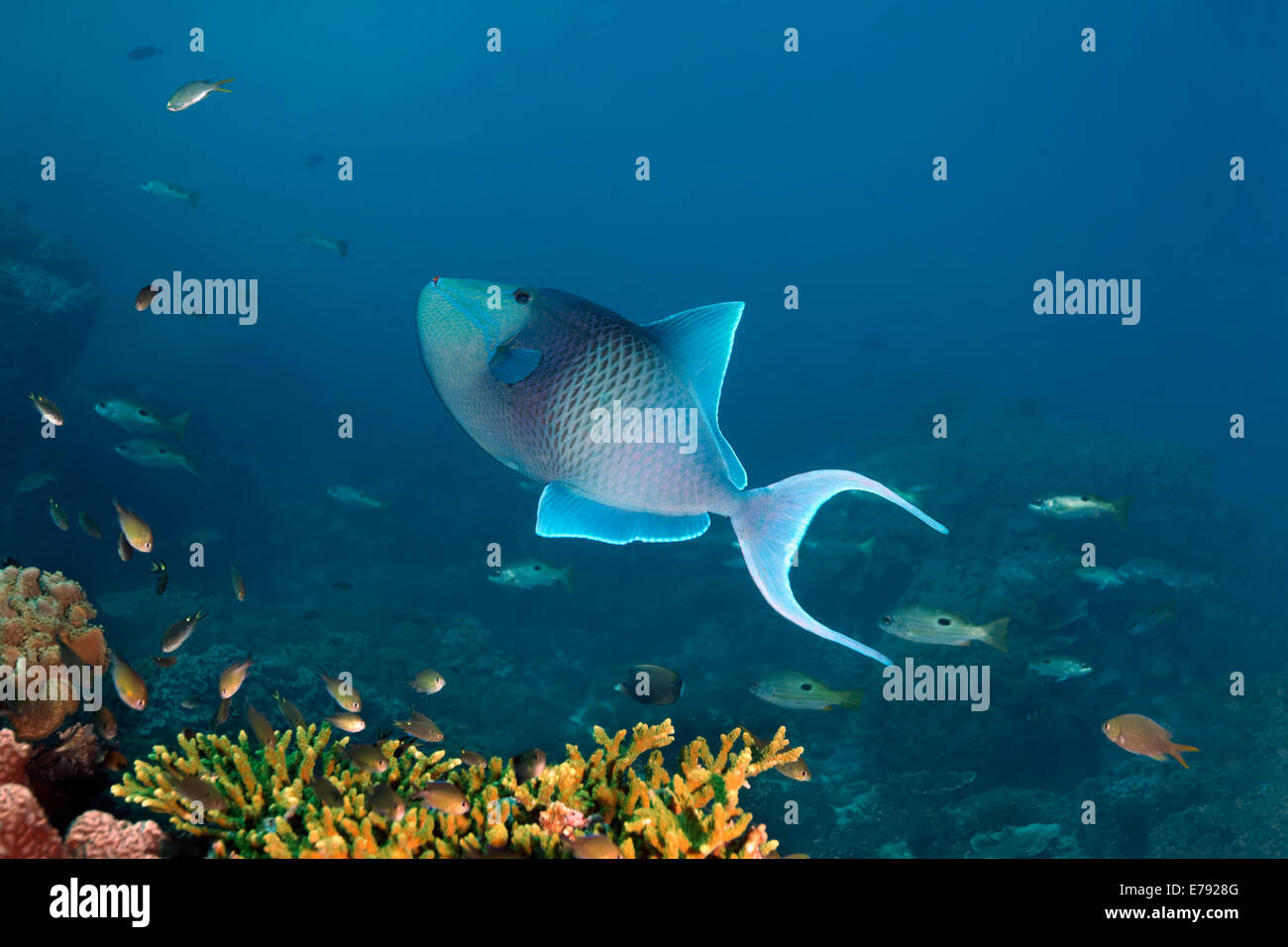 Redtoothed triggerfish (Odonus niger) sur un récif de corail, la réserve naturelle des îles Dimaniyat, Al Batinah région, Oman Banque D'Images