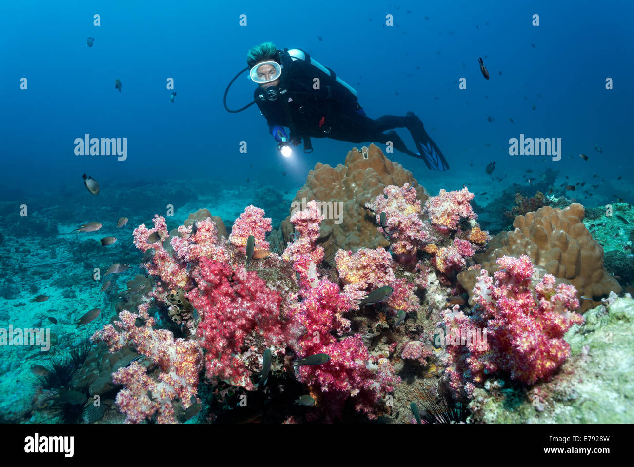 Divers coraux mous et coraux durs, un plongeur à l'arrière, la réserve naturelle des îles Dimaniyat, Al Batinah région, Oman Banque D'Images