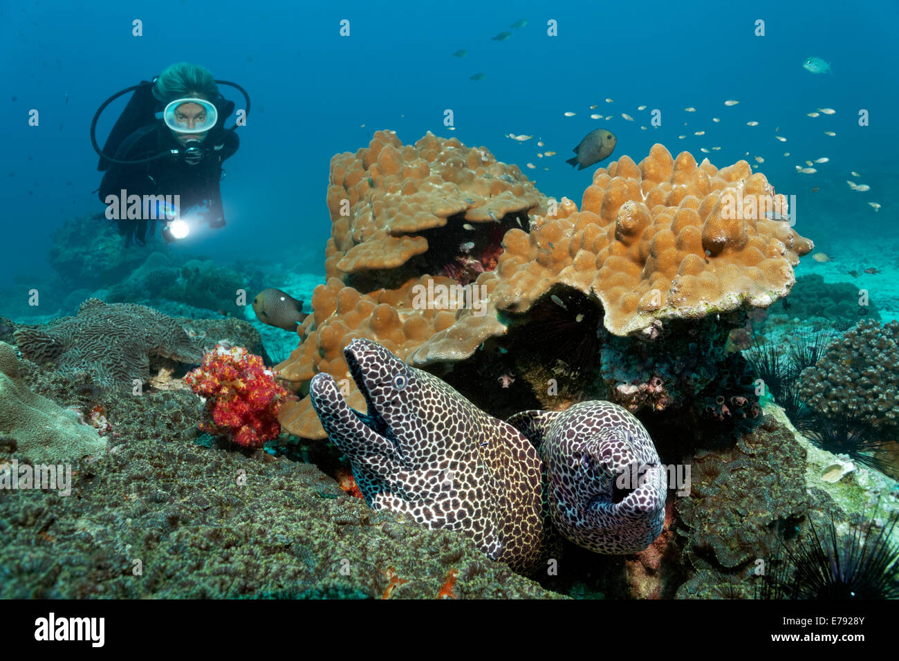 Deux Laced murènes (Gymnothorax favagineus) à une barrière de corail, un plongeur à l'arrière, la réserve naturelle des îles Dimaniyat Banque D'Images