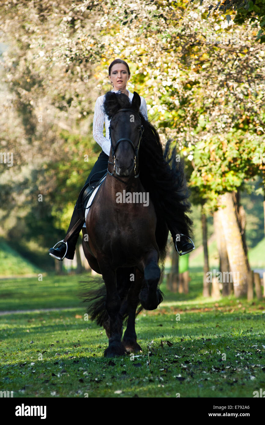 Cavalière montant un cheval frison noir, trottant dans le domaine, le nord de Tyrol, Autriche Banque D'Images
