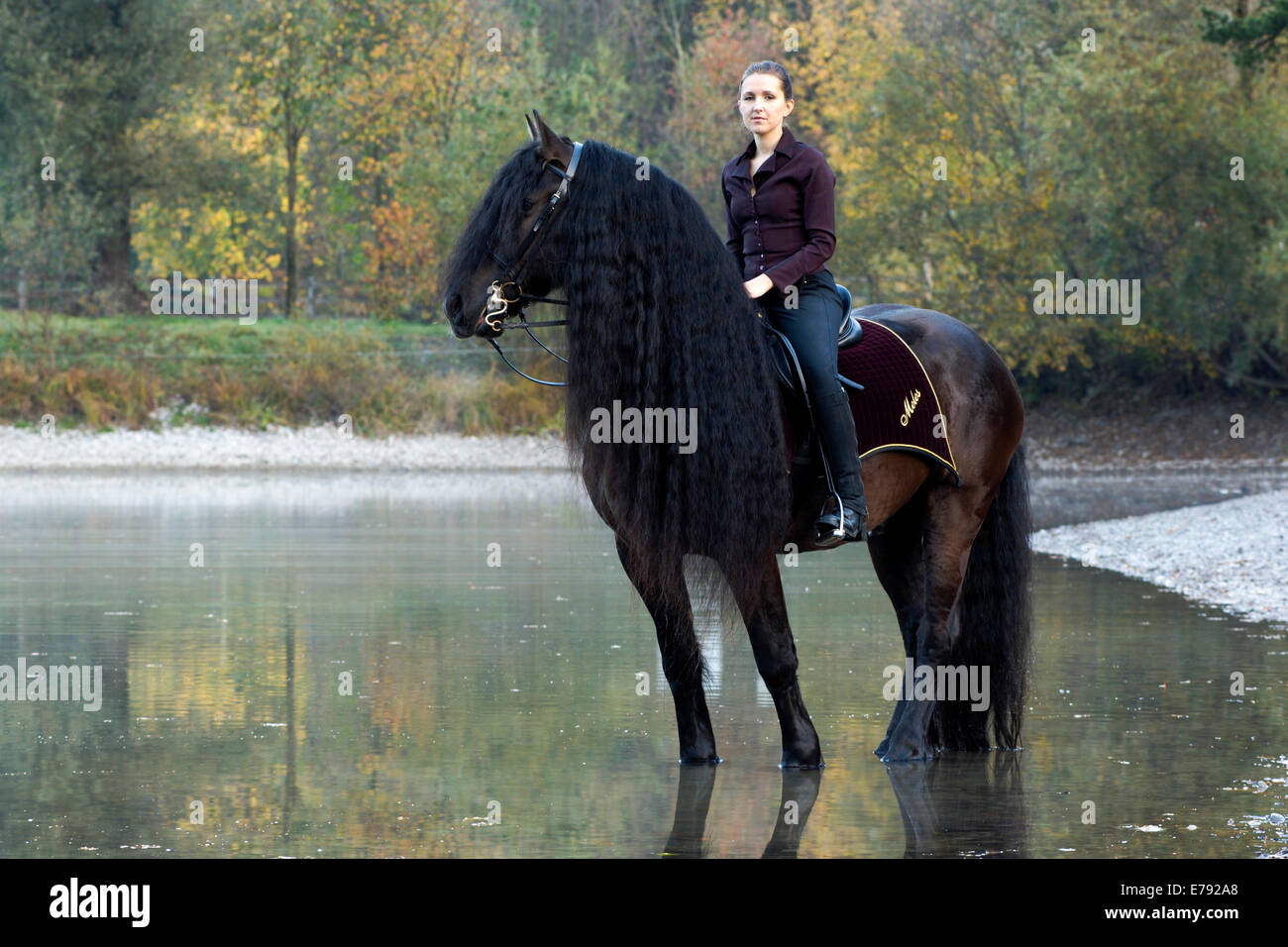 Cavalière montant un cheval frison noir avec une longue crête, debout sur le lac en automne, dans le Nord de la Carinthie, Autriche Banque D'Images