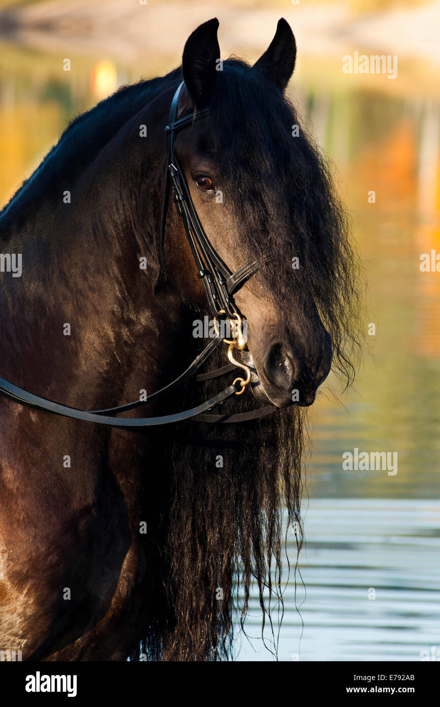 Cheval frison noir avec une longue crête, debout sur le lac en automne, dans le Nord de la Carinthie, Autriche Banque D'Images