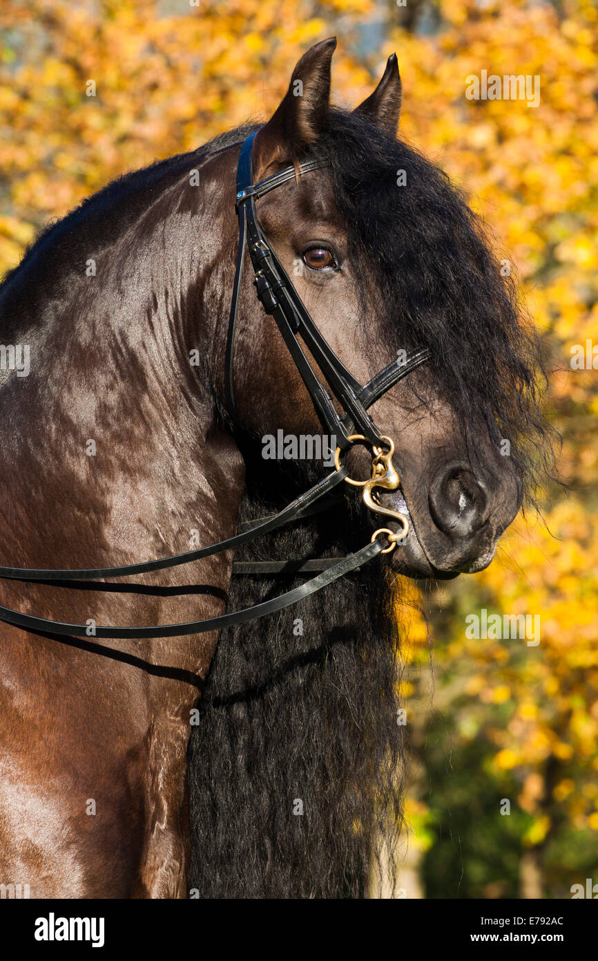 Cheval frison noir avec une longue crête portant un trottoir peu, en automne, dans le Nord de la Carinthie, Autriche Banque D'Images