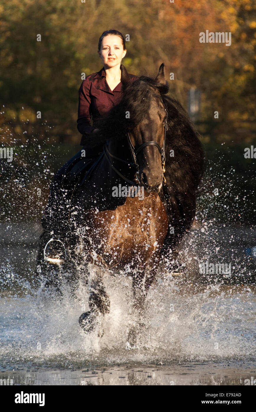 Cavalière montant un cheval frison noir, au trot dans l'eau, le nord du Tyrol, Autriche Banque D'Images