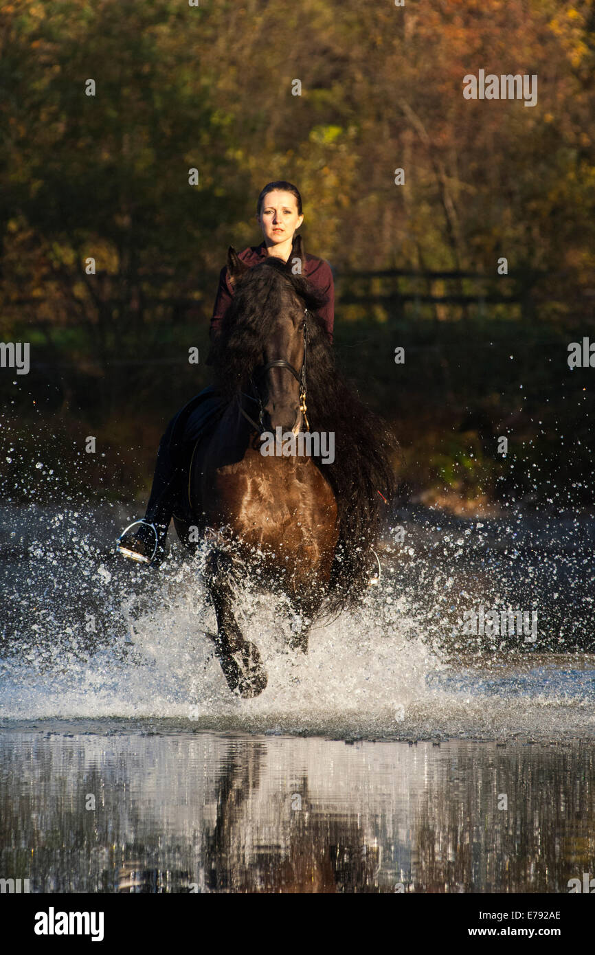 Cavalière montant un cheval frison noir, au trot dans l'eau, le nord du Tyrol, Autriche Banque D'Images