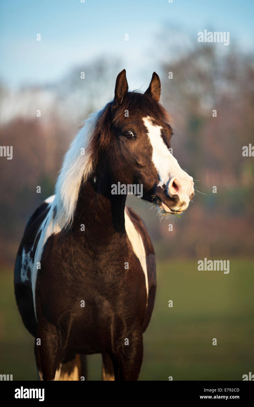 Paint horse tobiano marron, hongre, Banque D'Images