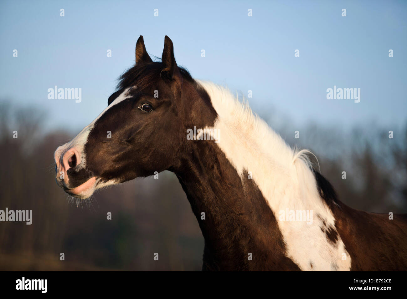 Paint horse tobiano marron, hongre, Banque D'Images