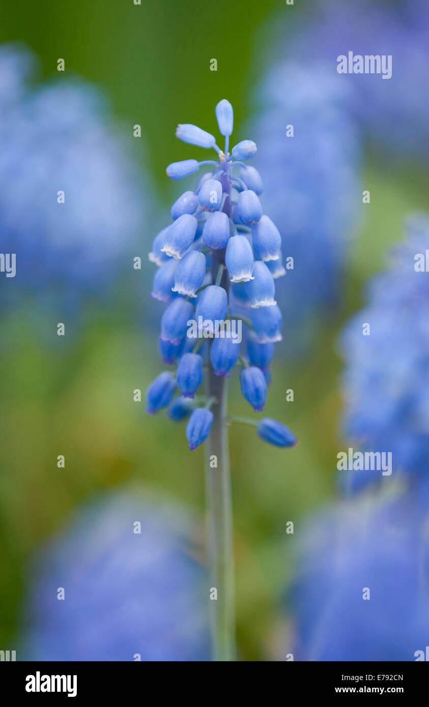 Petit Muscaris (Muscari botryoides), fleurs, Thuringe, Allemagne Banque D'Images