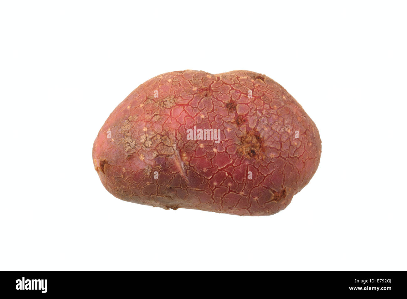 La pomme de terre, la variété rouge bourgogne Highland Banque D'Images