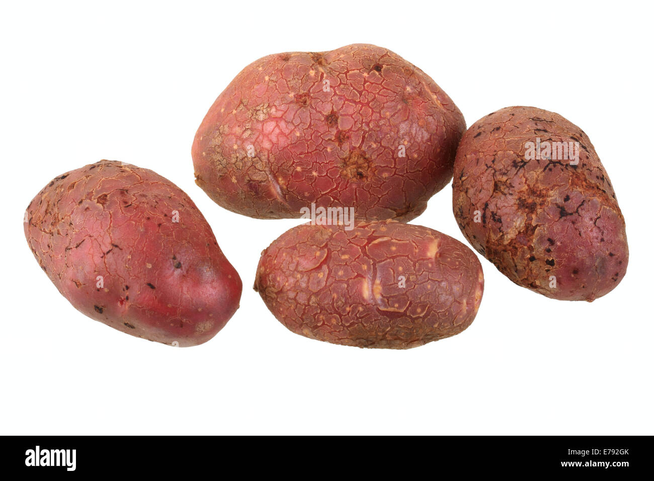 Les pommes de terre, Highland variété rouge bourgogne, Highland Banque D'Images