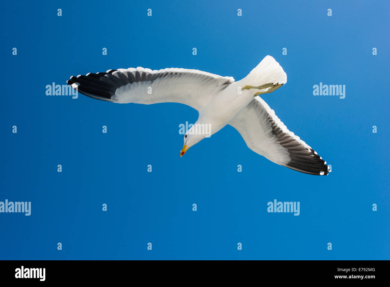 Kelp Gull (Larus dominicanus), en vol, à Walvis Bay, région d'Erongo, Namibie Banque D'Images