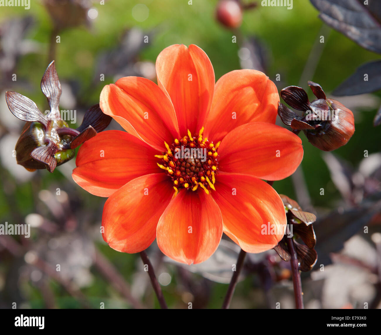 Dahlia - Évêque d'Oxford, dans le jardin de l'hôtel Hidden Valley Gardens à Cornwall sur une après-midi d'été Banque D'Images