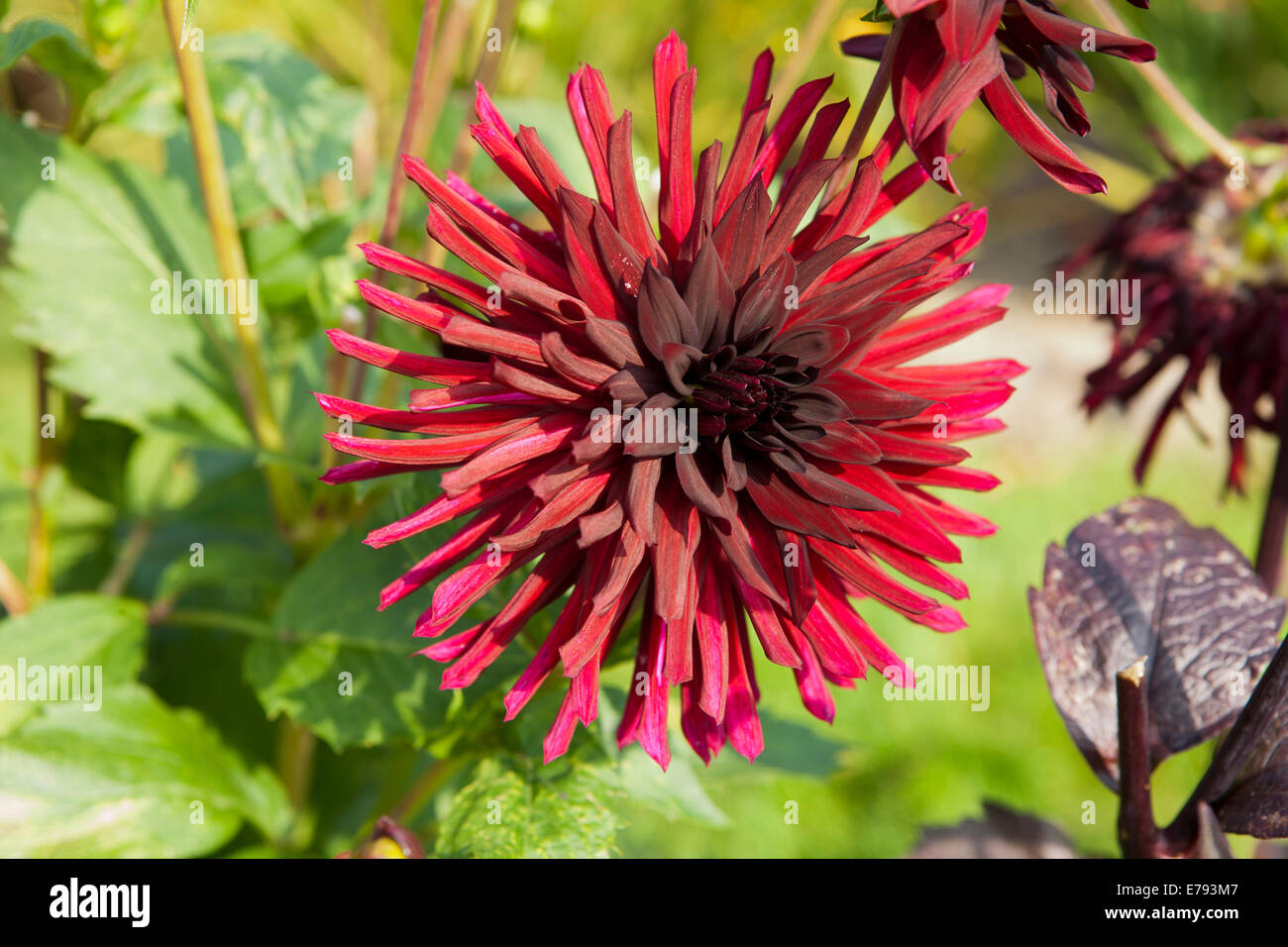 Dahlia - Nuit d' ete dans le jardin de l'hôtel Hidden Valley Gardens à Cornwall sur une après-midi d'été Banque D'Images