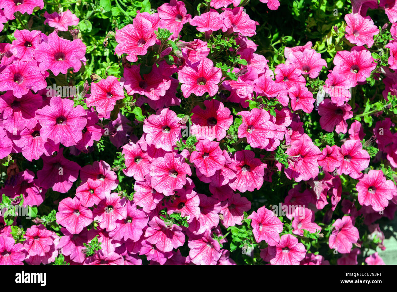 Plantes de pétunia rose fleurs fleurissant plantes de litière violettes Banque D'Images