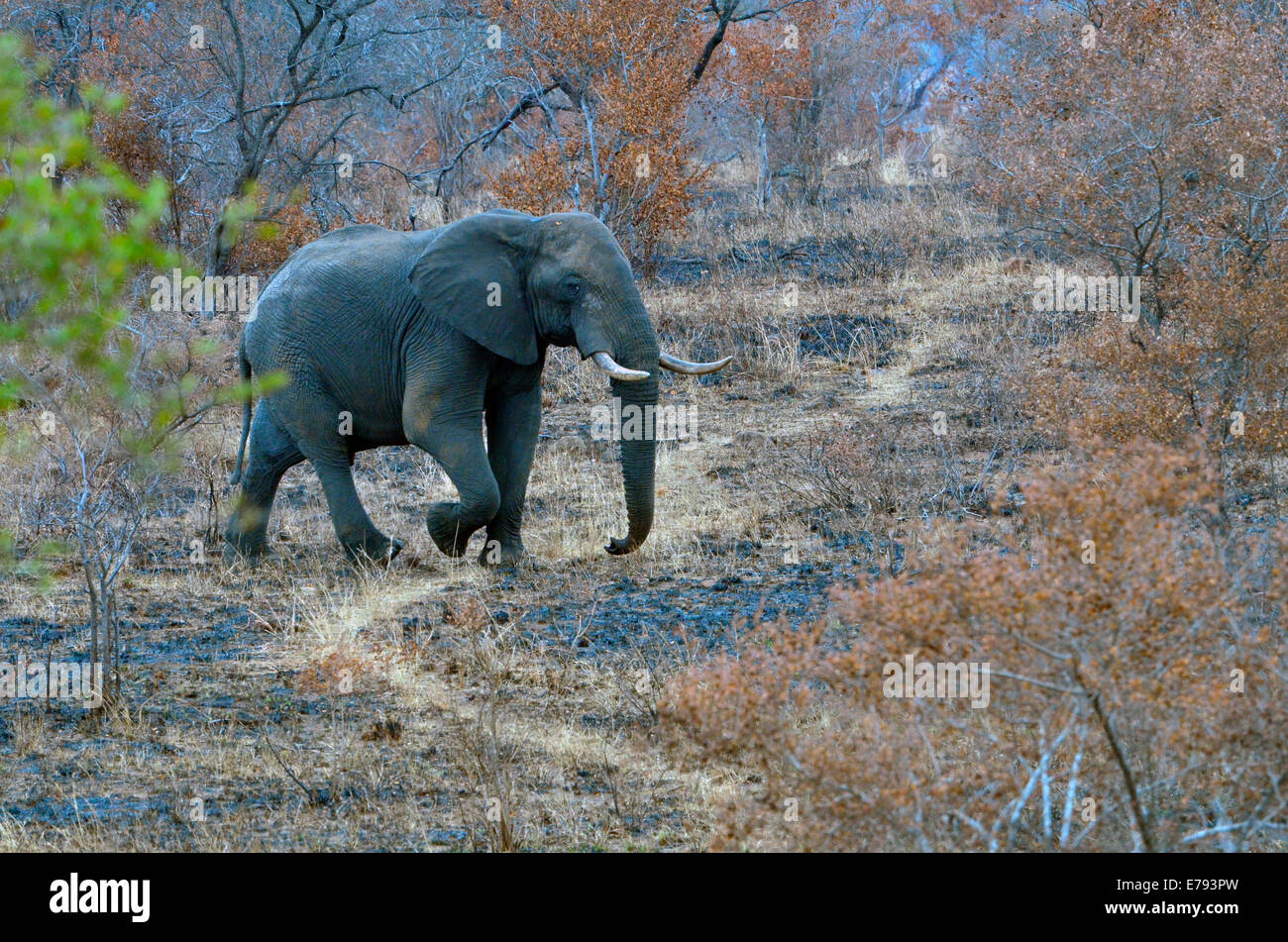 L'éléphant africain de marcher à travers la savane brûlée en chemin jeu avec des feuilles vertes sur l'arbre. Le Parc National Kruger, Afrique du Sud Banque D'Images