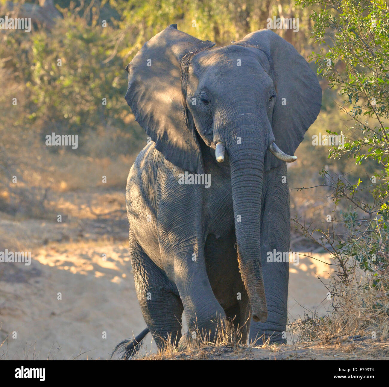 Vache éléphant raide escalade de la rivière. Le Parc National Kruger, Afrique du Sud Banque D'Images