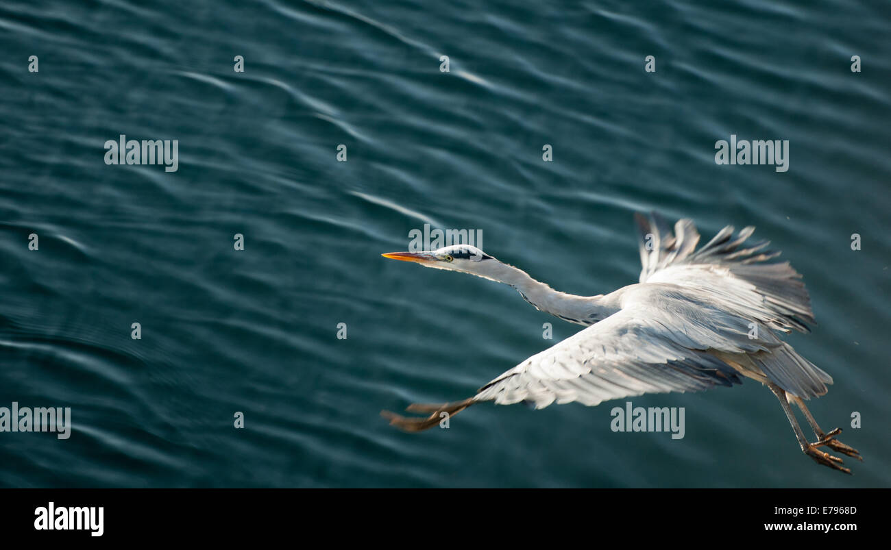 En décollant Heron Vol au dessus de l'eau Banque D'Images