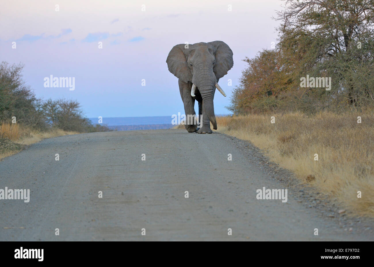 Elephant bull en musth, monopolisant la route, Kruger National Park, Afrique du Sud Banque D'Images
