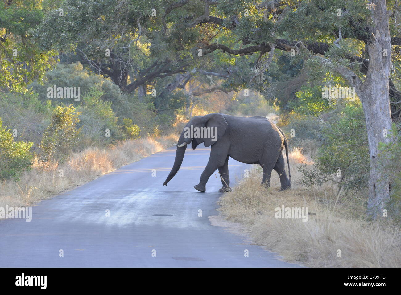 Bull l'éléphant d'enjamber la route sous une voûte d'arbres riverains, Timbavati, Kruger National Park, Afrique du Sud Banque D'Images