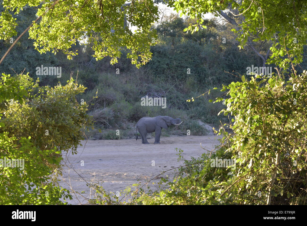 Elephant bull creuser pour l'eau dans le lit de la rivière de sable, Kruger National Park, Afrique du Sud Banque D'Images