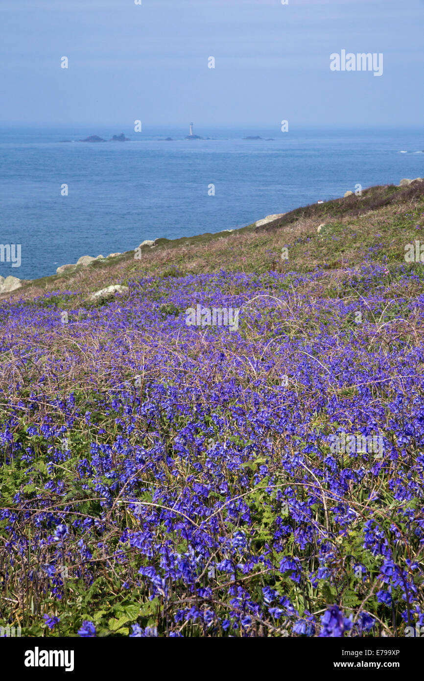 Land's End ; ; jacinthes au phare du drakkar, Cornwall, UK Banque D'Images