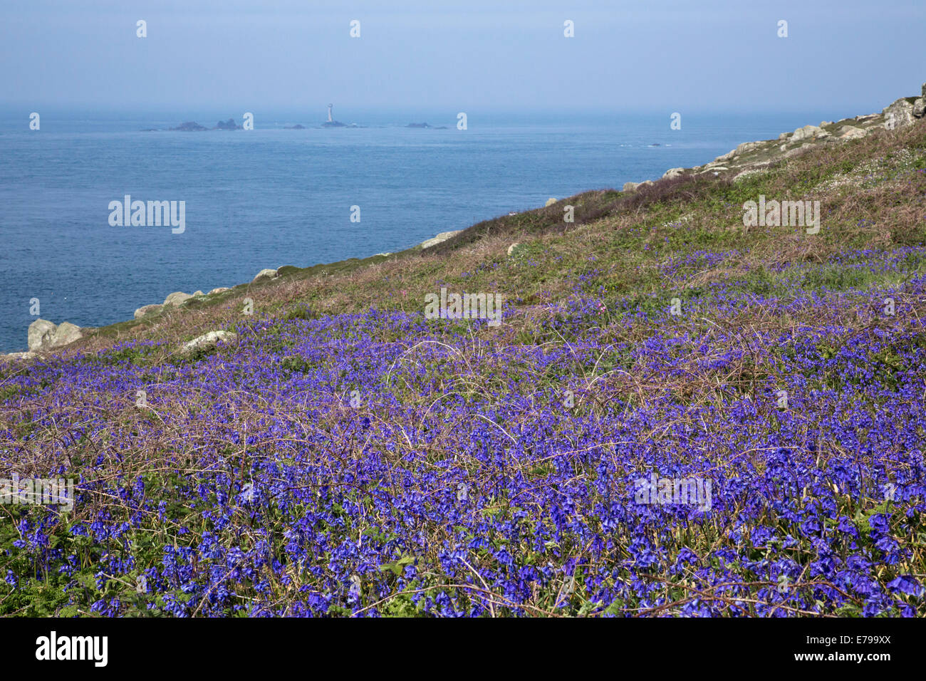 Land's End ; ; jacinthes au phare du drakkar, Cornwall, UK Banque D'Images