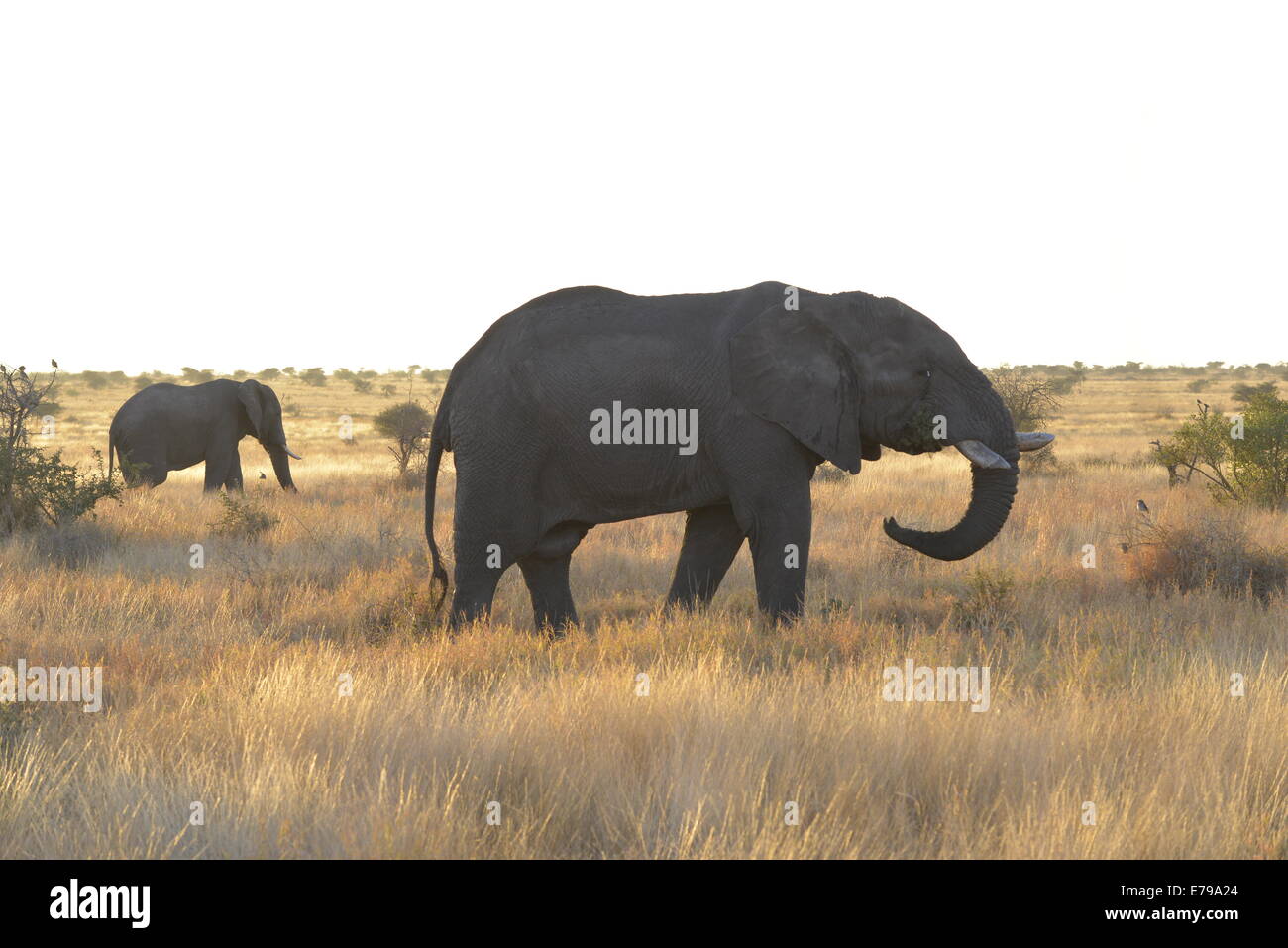 Deux éléphants africains dans les prairies d'or près de Bangolo, Kruger National Park, Afrique du Sud. Banque D'Images